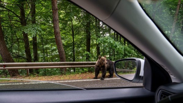 O ursoaică a fost împușcată în parcarea unui hotel din Poiana Brașov, după mai multe incidente cu turiștii